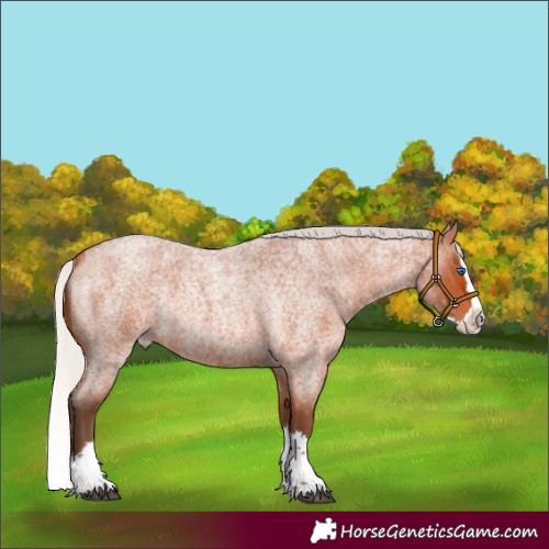 Horse Color:Silver Bay Roan Splash Rabicano