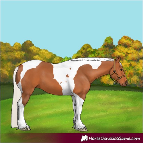 Horse Color:Silver Bay Tobiano