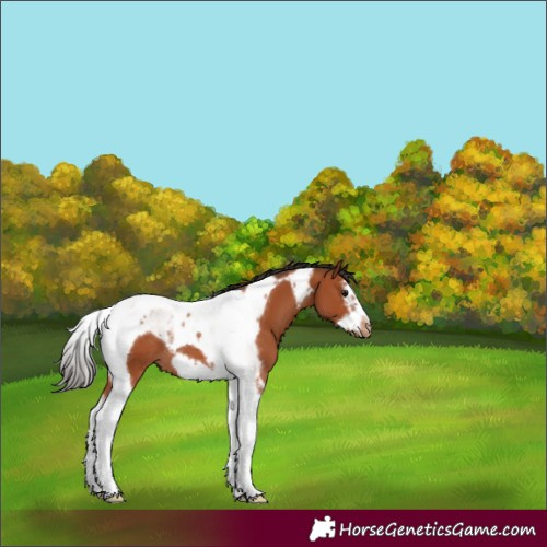 Horse Color:Bay Splash Tobiano Frame Appaloosa Rabicano 