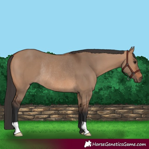 Horse Color:Bay Dun Rabicano 