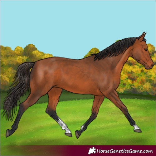Horse Color:Bay Sabino 