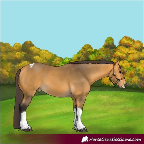 Horse Color:Buckskin Tobiano 