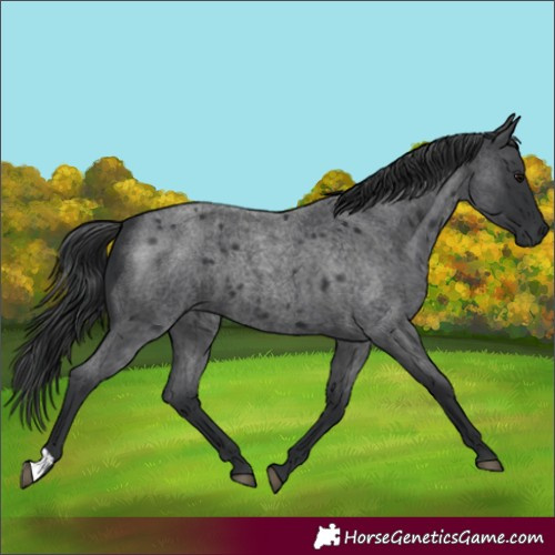 Horse Color:Blue Roan
