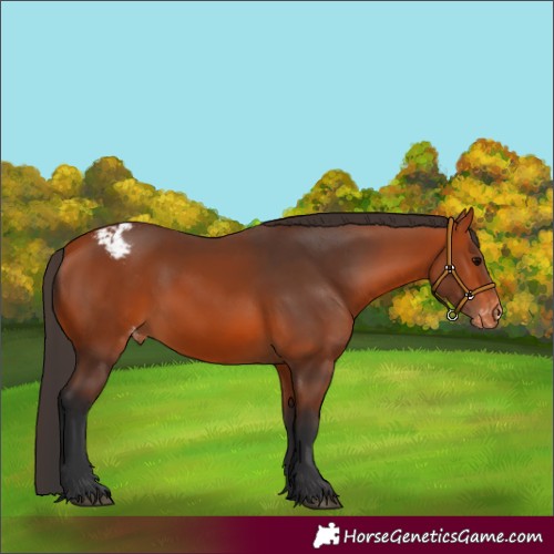 Horse Color:Bay Appaloosa 