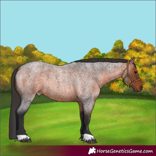 Horse Color:Brown Roan 