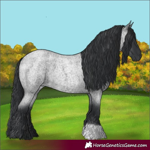 Horse Color:Blue Roan 
