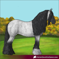 Horse Color:Blue Roan 