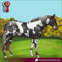 Horse Color:White Spotted Liver Chestnut 
