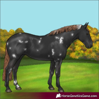 Horse Color:White Spotted Liver Chestnut 