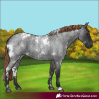 Horse Color:White Spotted Liver Red Roan 