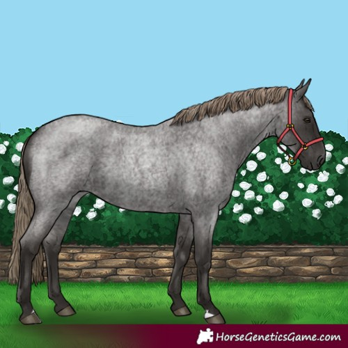 Horse Color:Liver Red Roan 
