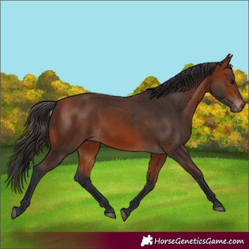 Horse Color:Bay 
