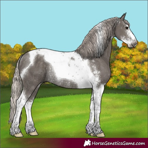 Horse Color:Silver Black Sabino Tobiano Rabicano