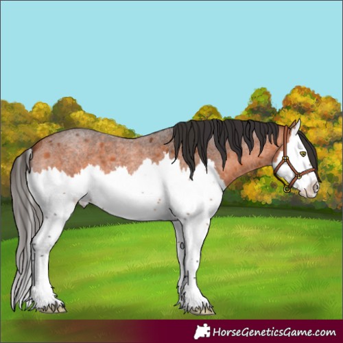 Horse Color:Bay Roan Splash
