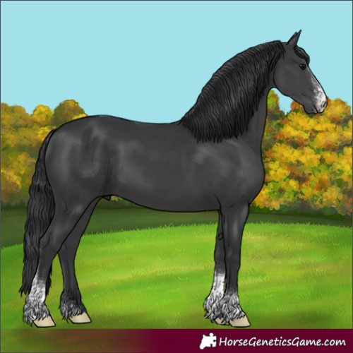 Horse Color:Black Sabino Tobiano 