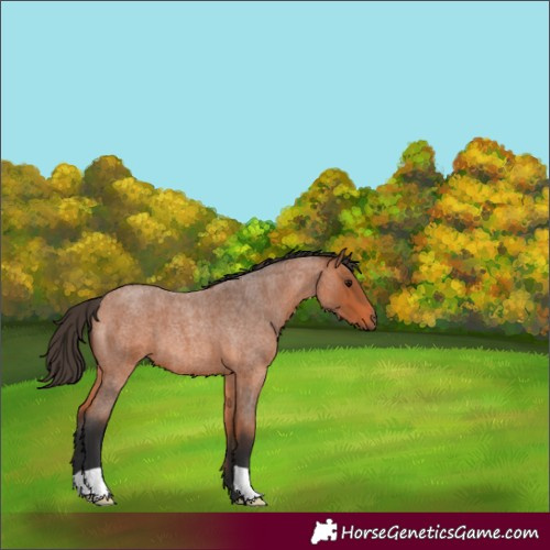 Horse Color:Bay Roan