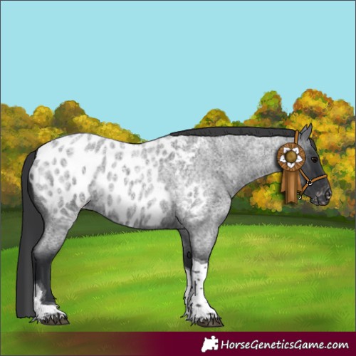 Horse Color:Blue Roan Tobiano Near Leopard