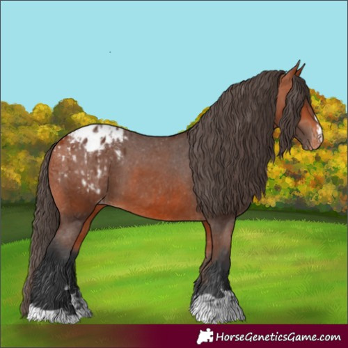 Horse Color:Bay Appaloosa  and Bay Appaloosa 