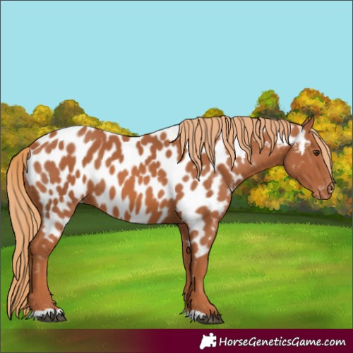 Horse Color:Chestnut Appaloosa 