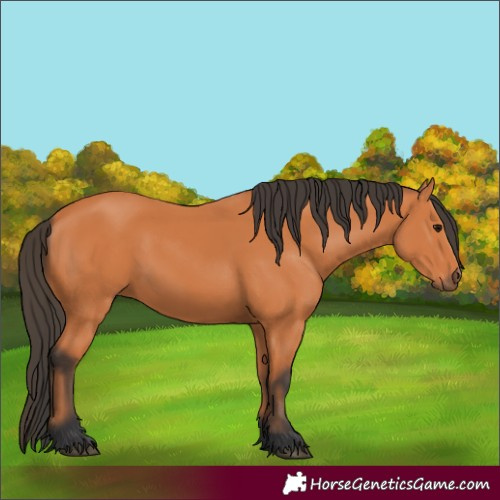 Horse Color:Bay 