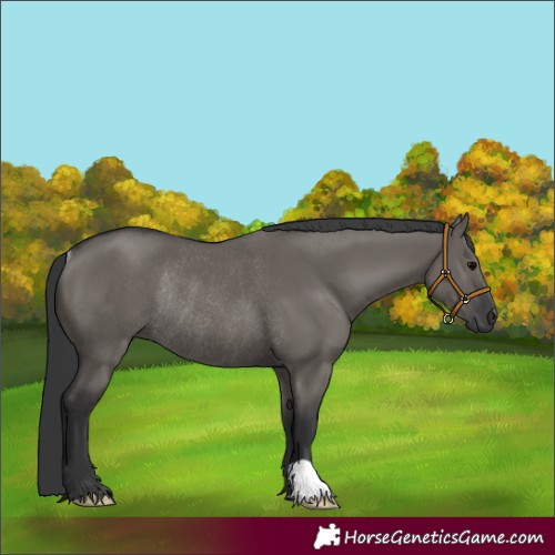Horse Color:Grullo Rabicano 