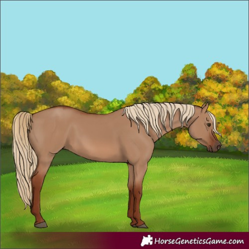 Horse Color:Red Dun 