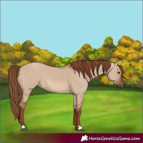 Horse Color:Red Dun