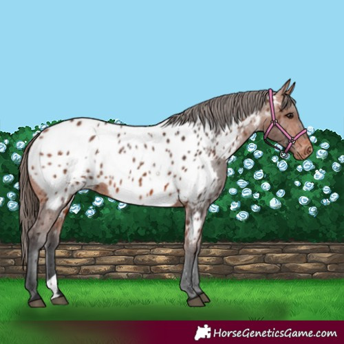 Horse Color:Bay Appaloosa and Bay Appaloosa