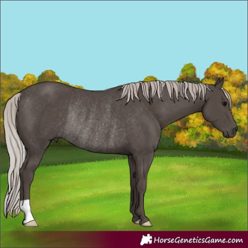 Horse Color:Silver Black Rabicano 