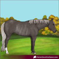 Horse Color:Silver Black Rabicano