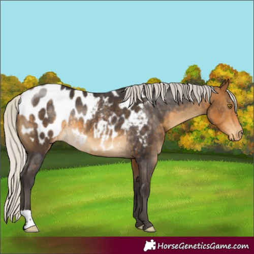 Horse Color:Silver Buckskin Appaloosa Rabicano 