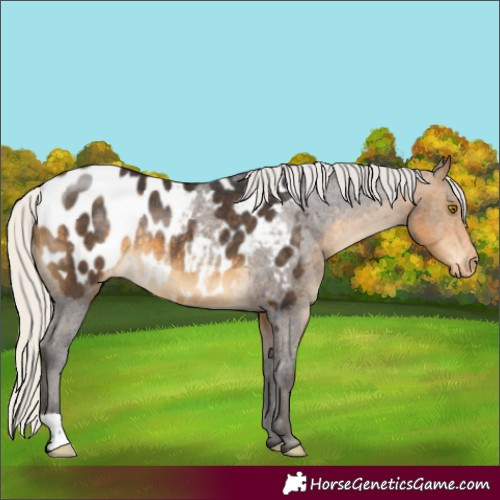 Horse Color:Silver Buckskin Appaloosa Rabicano 