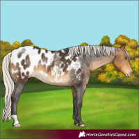 Horse Color:Silver Buckskin Appaloosa Rabicano