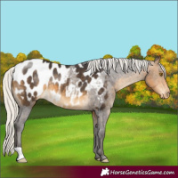 Horse Color:Silver Buckskin Appaloosa Rabicano 
