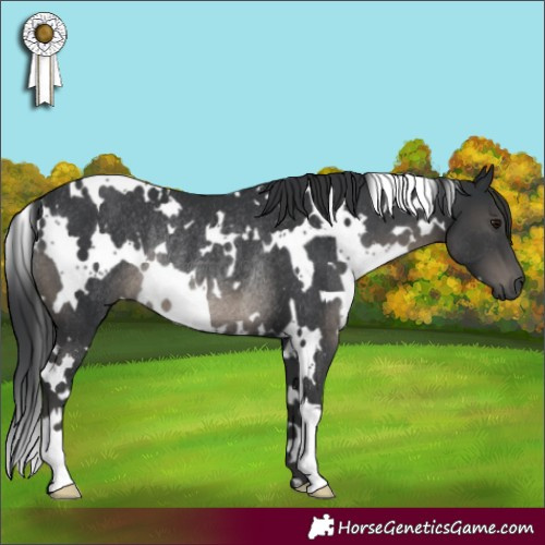 Horse Color:White Spotted Black Rabicano 