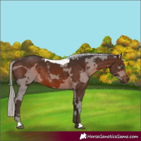 Horse Color:Silver Brown Merle Rabicano 