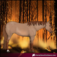 Horse Color:Red Dun Rabicano 