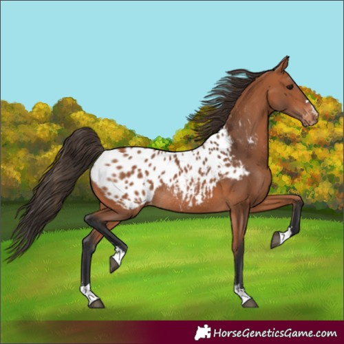 Horse Color:Bay Near Leopard Rabicano 