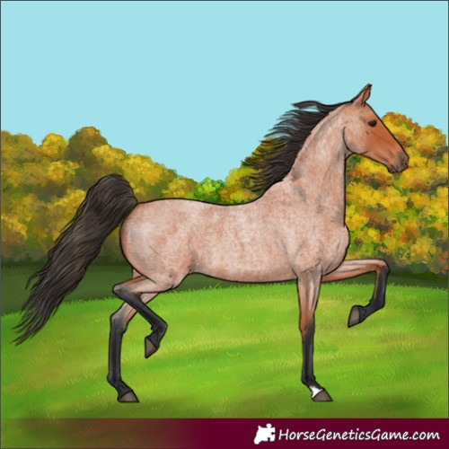 Horse Color:Bay Roan 