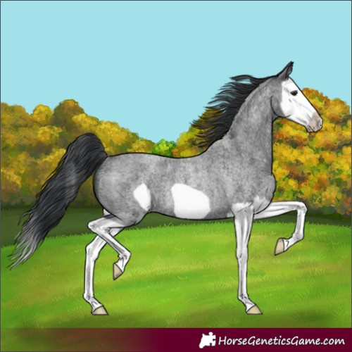 Horse Color:Blue Roan Splash Frame Rabicano