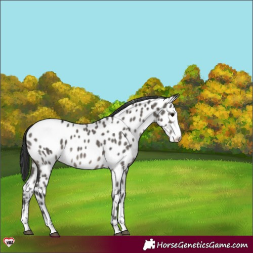 Horse Color:Grullo Sabino Appaloosa Brindle 