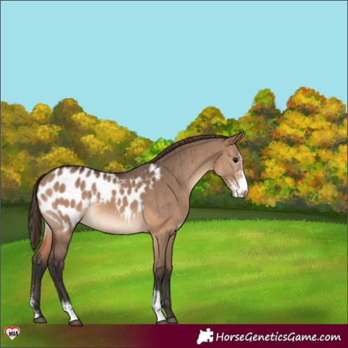 Horse Color:Brown Dun Sabino Blanket Brindle 