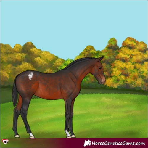 Horse Color:Brown Varnish 