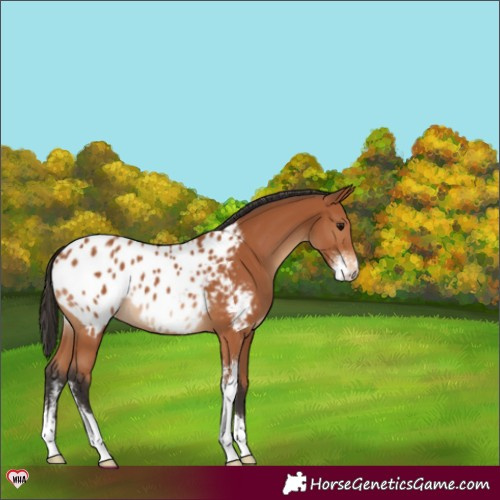 Horse Color:Bay Sabino Near Leopard 