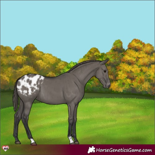 Horse Color:Grullo Appaloosa Brindle 