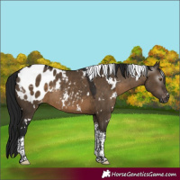 Horse Color:Gray White Spotted Brown Dun Tobiano Blanket Rabicano 