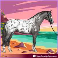 Horse Color:Grullo Appaloosa 
