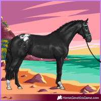 Horse Color:Gray Brown Appaloosa 