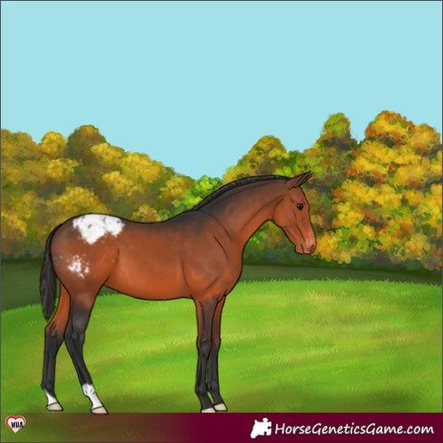 Horse Color:Brown Varnish 