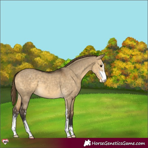Horse Color:Buckskin Dun Sabino Appaloosa